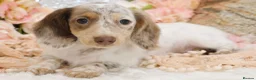 Miniature Dachshund dogs for sale: KC Longhair Miniature Dachshund Puppies - Advert 17