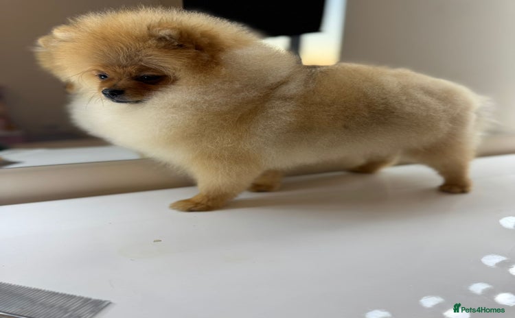 Pomeranian dogs - Advert 2