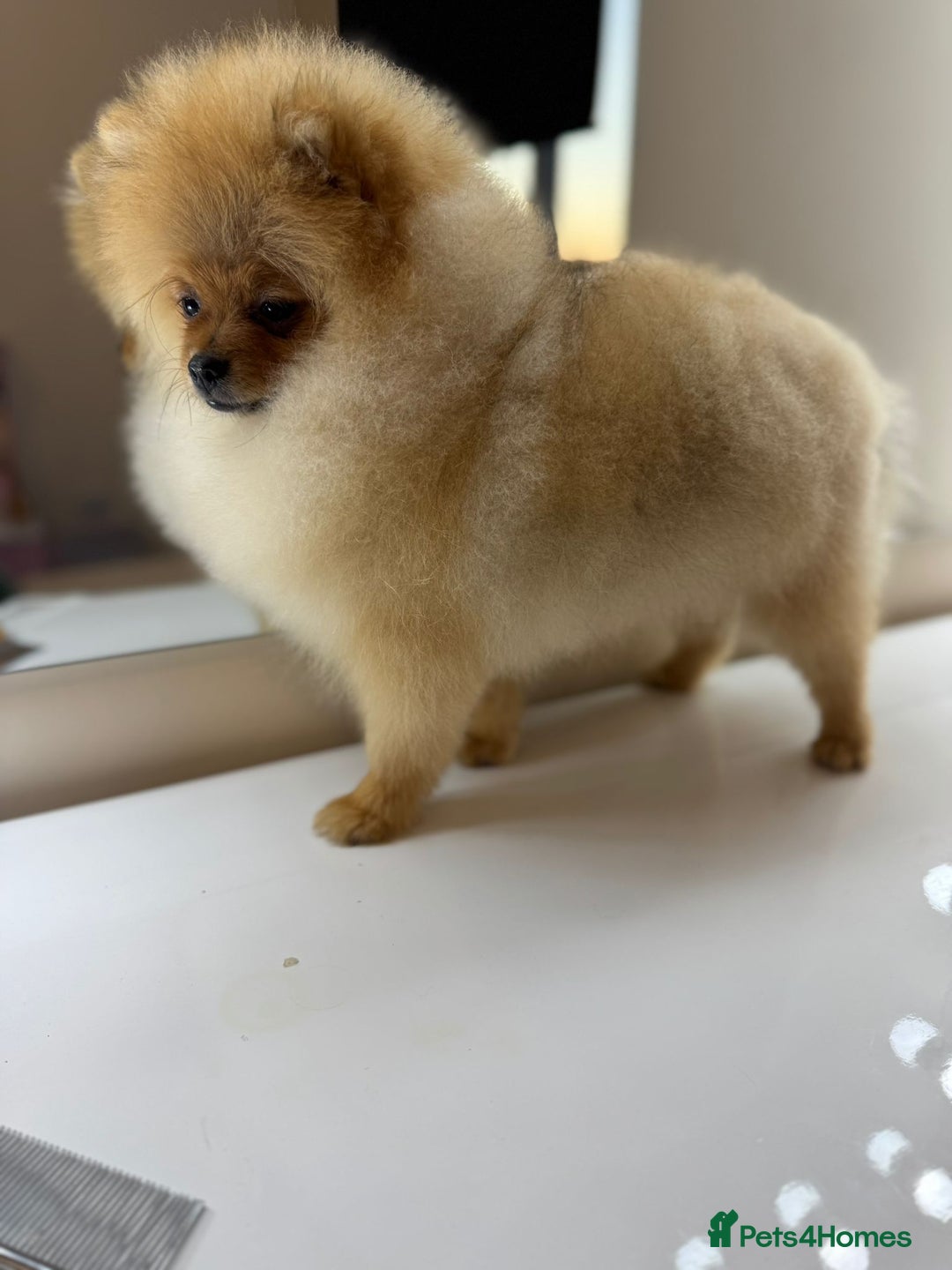 Pomeranian dogs for sale: Pomeranian boy - Image 1