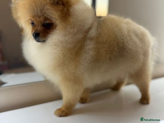 Pomeranian dogs - Advert 11