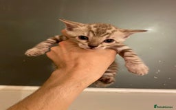 Bengal cats for sale: 🔥✨ Pedigree TICA-Registered Bengal Kittens - Image 22
