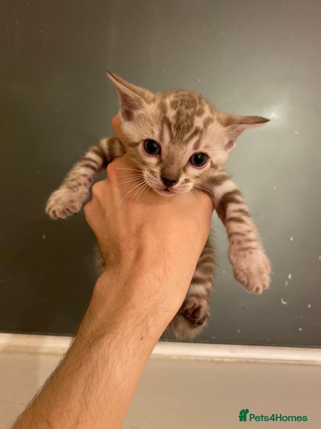 Bengal cats for sale: 🔥✨ Pedigree TICA-Registered Bengal Kittens - Image 22