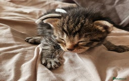 Russian Blue cats for sale: Mix Russian Blue and Maine Coon - Image 11