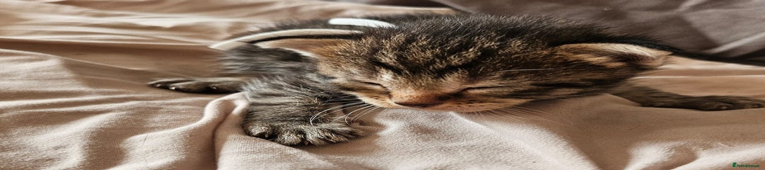 Russian Blue Kitten 6