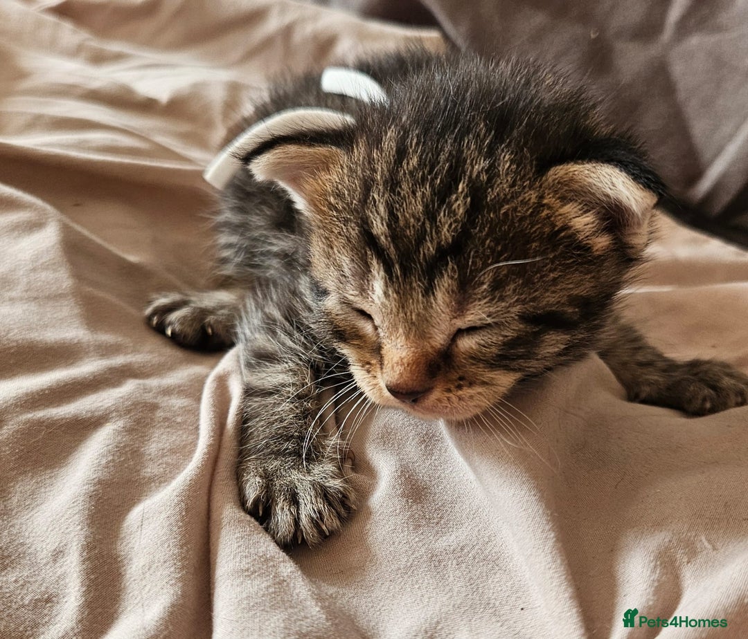 Russian Blue cats for sale: Mix Russian Blue and Maine Coon - Image 11