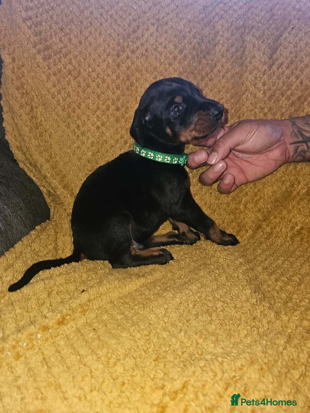 Dobermann dogs for sale: ☆☆DOBERMAN PUPPIES FOR SALE ☆☆ - Advert 20