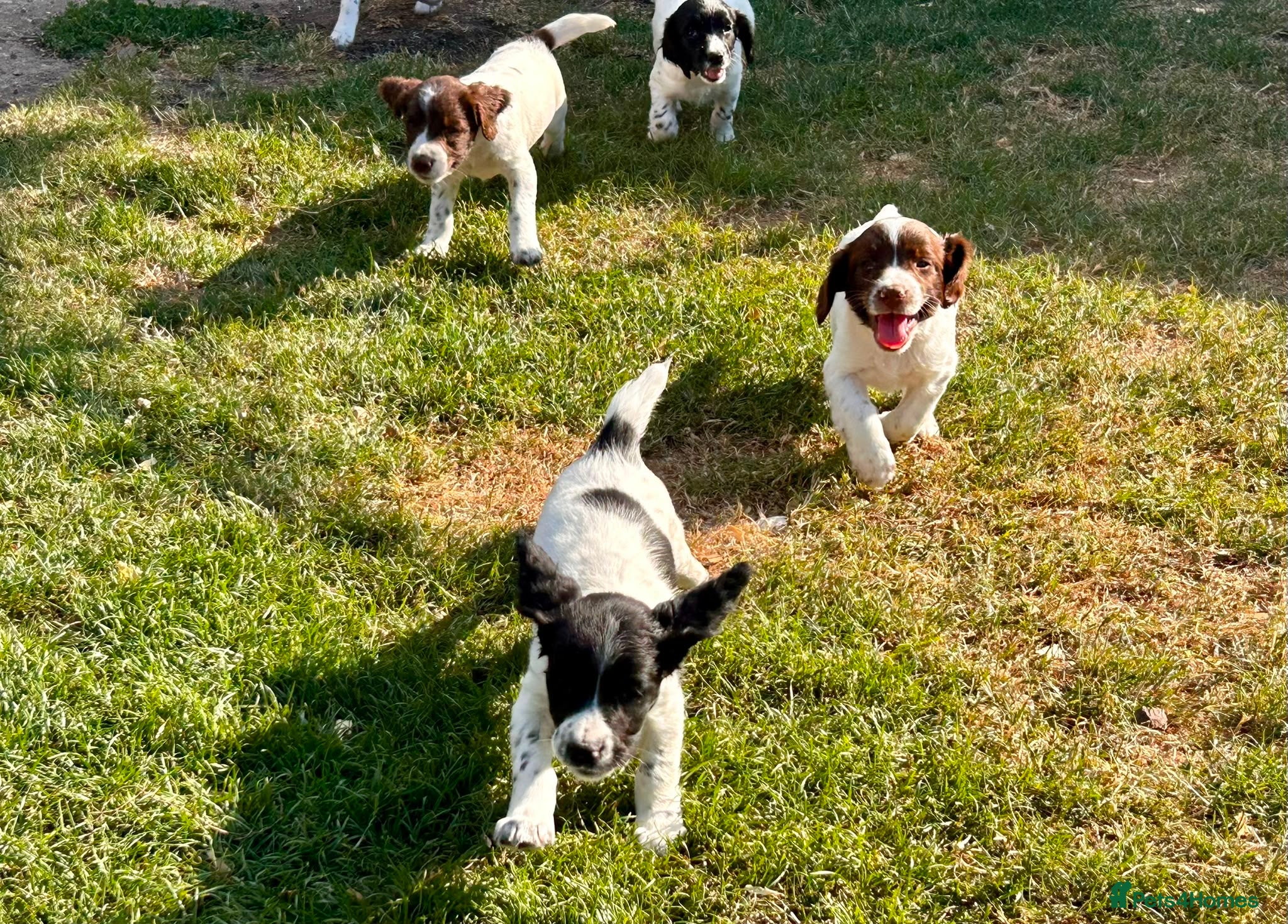 English Springer Spaniel dogs FTCh Sired ESS Puppies ready for forever homes - Advert 2