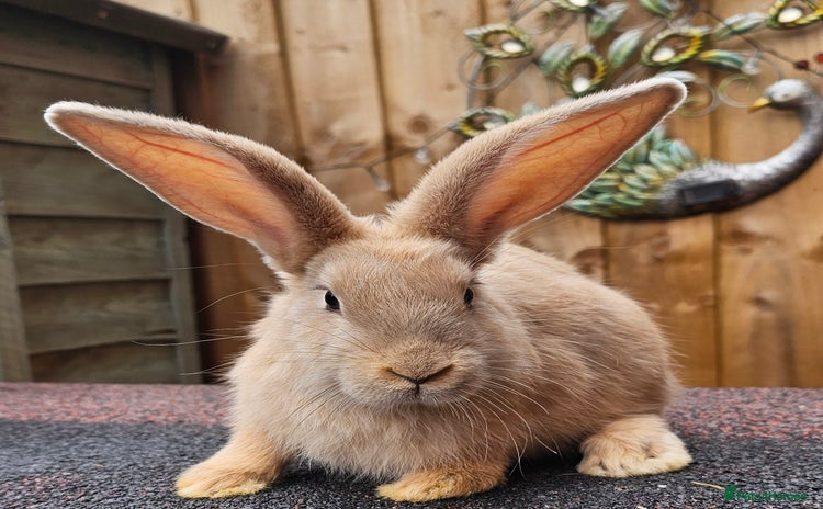 Continental Giant rabbits - Advert 1