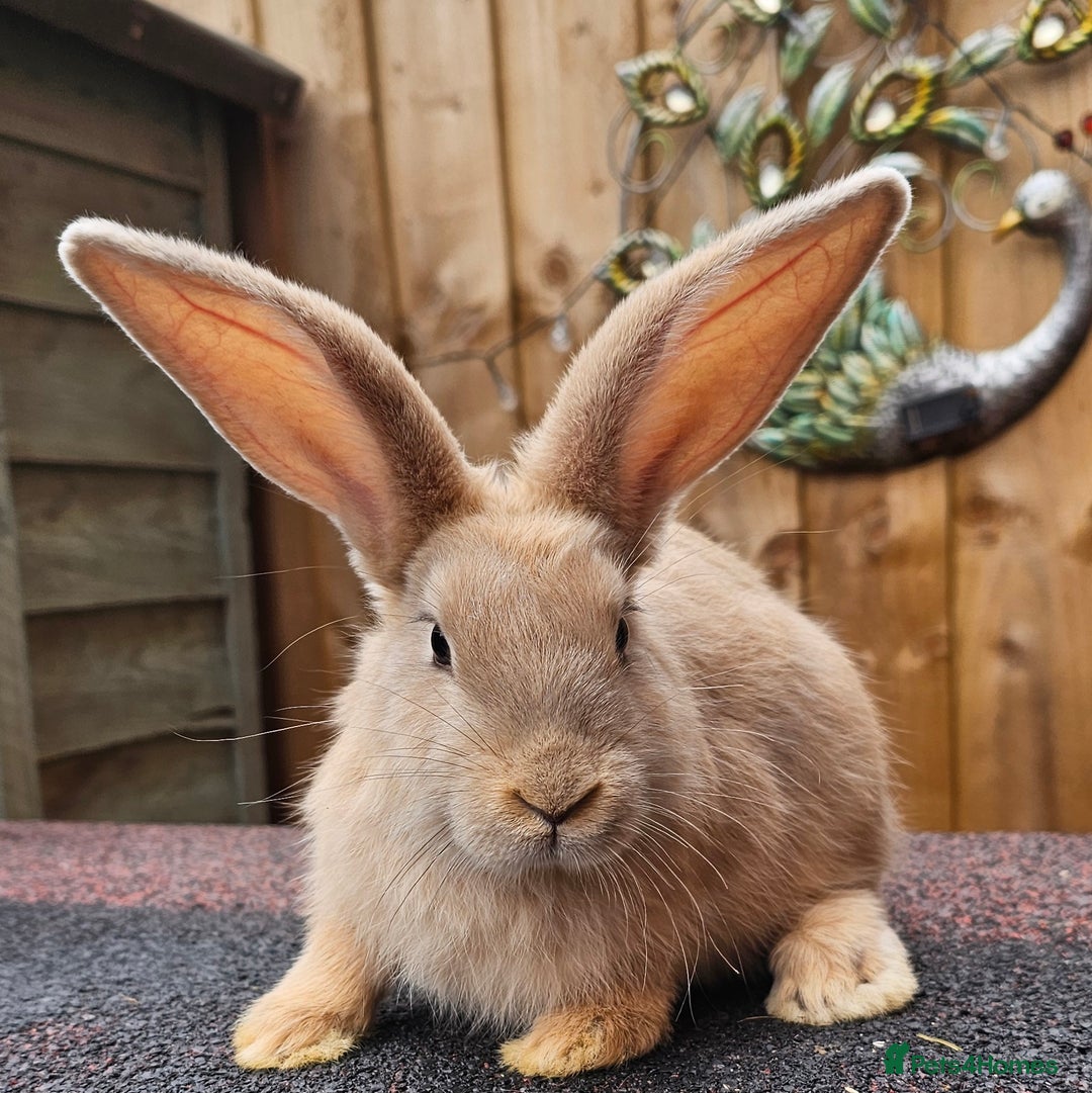 Continental Giant rabbits for sale: Continental Giant  - Image 1