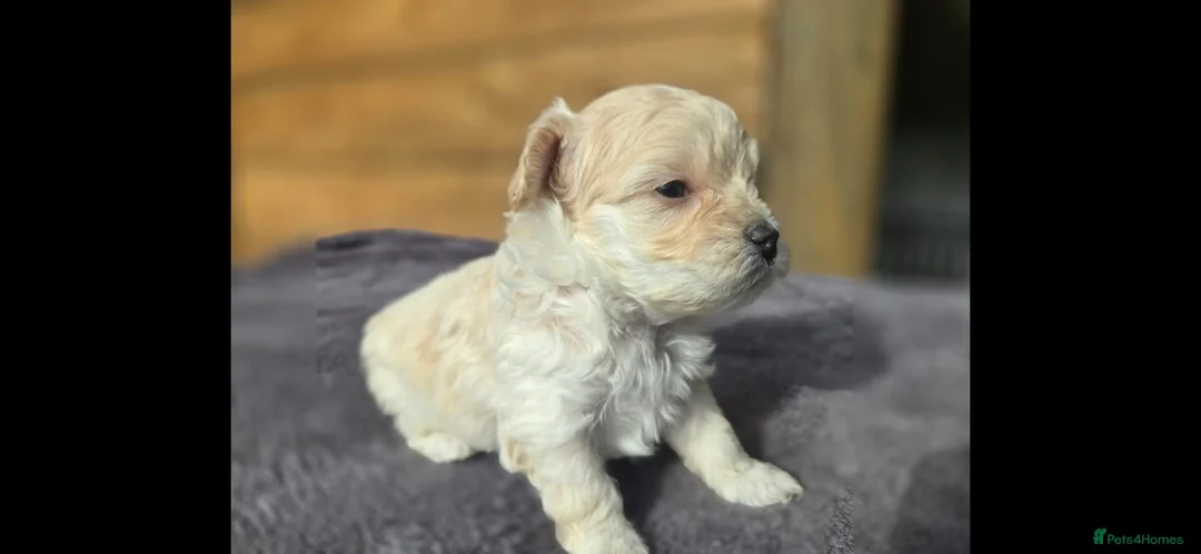 Maltipoo dogs for sale: F1🎀Maltipoo 🎀Luxury rare🎀 KC parents - Advert 21