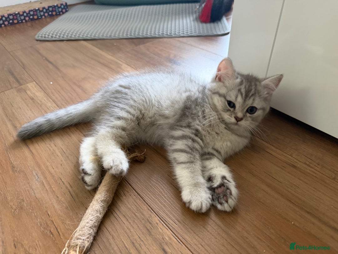 Scottish Fold cats for sale: Perfect  **  - Advert 11