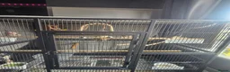 Cockatiels birds for sale: Male cockatiel and cage etc - Advert 4