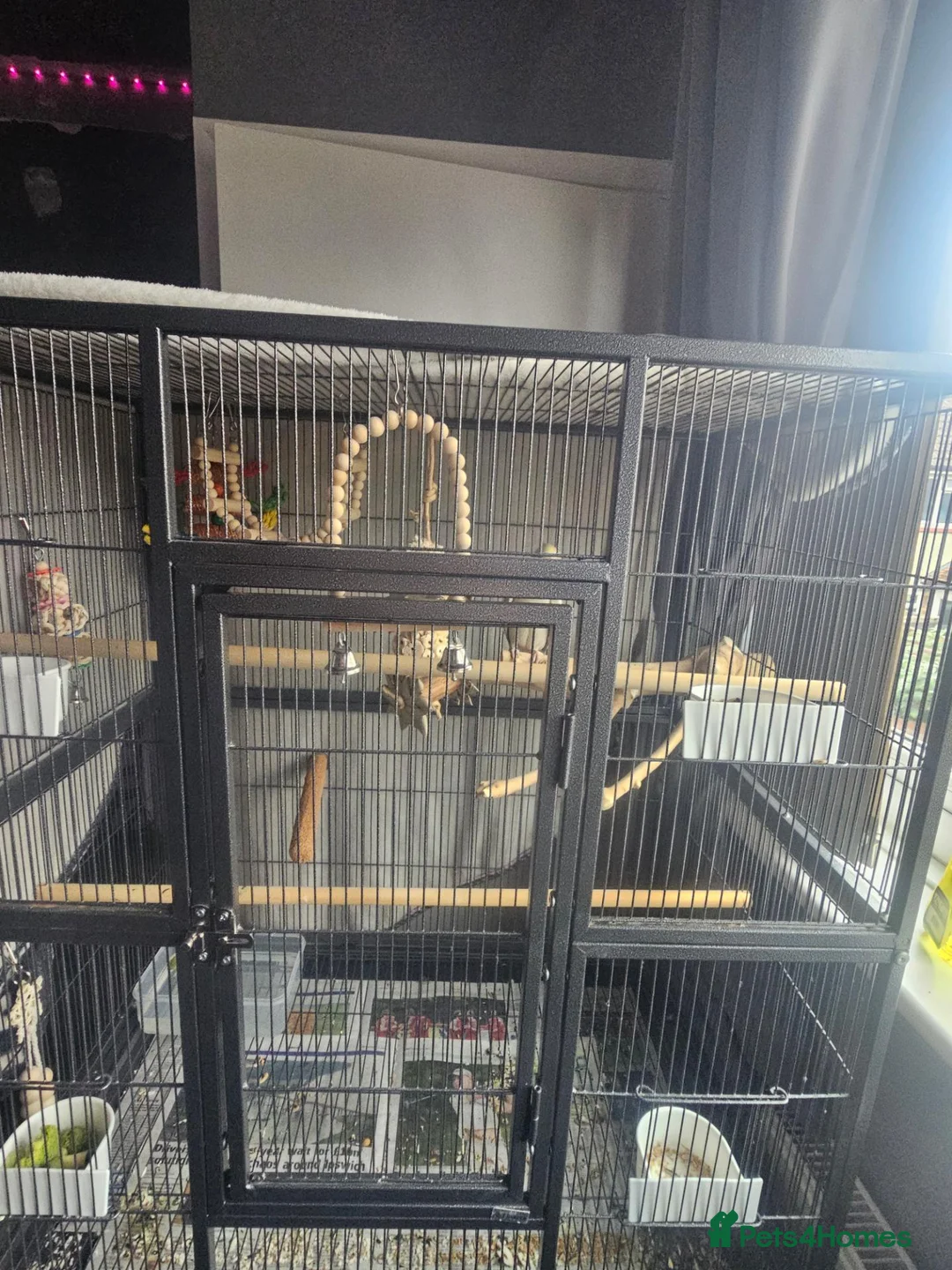 Cockatiels birds for sale: Male cockatiel and cage etc - Advert 4