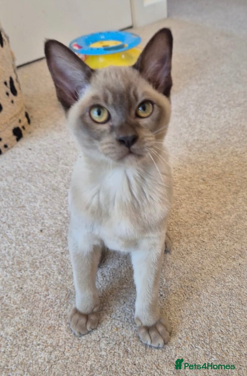 Burmese cats Purebred Burmese female 6mc, GCCF, TICA registered - Advert 8