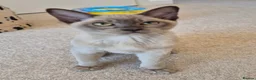 Burmese cats for sale: Purebred Burmese female 6mc, GCCF, TICA registered - Advert 1