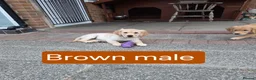 Golden Retriever dogs for sale: Beautiful golden retrivers - Advert 15