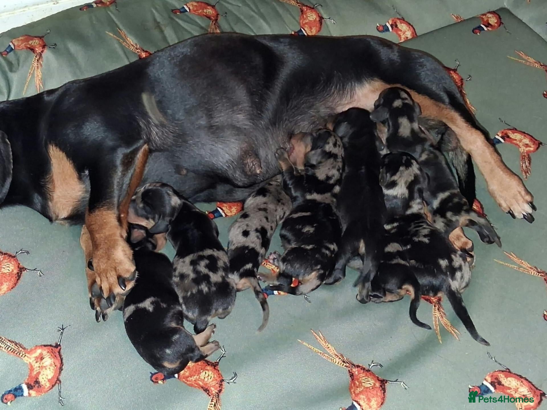 Miniature Dachshund dogs for sale: Dapple dachshund pups *5 left*  - Advert 2