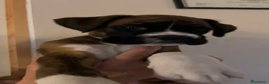 Boxer 3