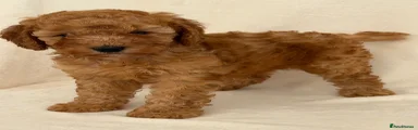 Cockapoo 4