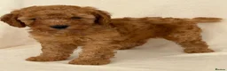 Cockapoo dogs for sale: F1b fox red toy cockapoos - Advert 3