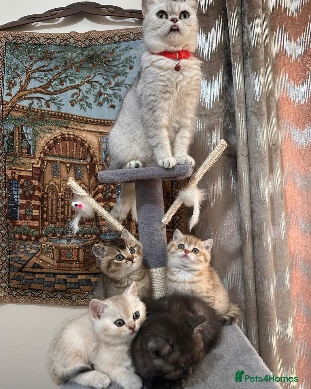 British Shorthair cats for sale: Premium British Shorthair Kittens  - Advert 1