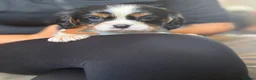 Cavalier King Charles Spaniel dogs for sale: KC registered King Charles cavaliers  - Advert 10