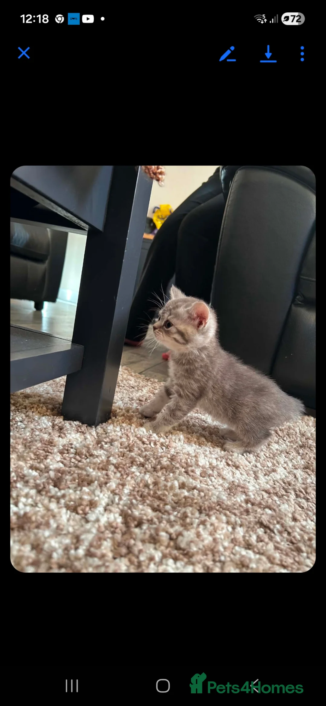 British Shorthair cats for sale: British shorthair kittens in Alfreton - Advert 8