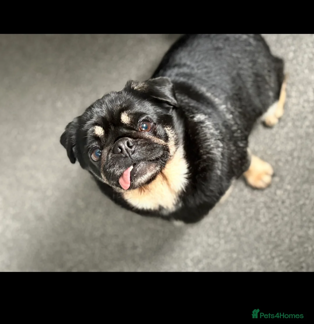 Pug dogs for sale: 4 year old KC registered female pug 🤍Holly🤍 - Advert 1