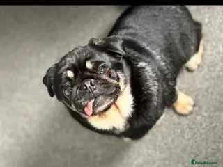 Pug dogs 4 year old KC registered female pug 🤍Holly🤍 - Advert 7