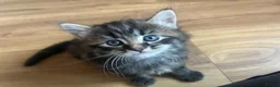 Mixed Breed cats for sale: Ragdoll cross kittens  - Advert 4
