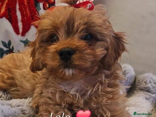 Cavapoo dogs Beautiful teddy bear red cavapoo babies - Advert 1