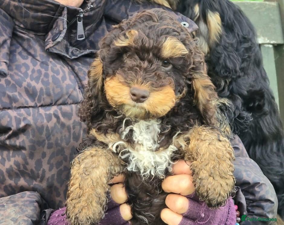 Cockapoo dogs Quality Cockapoo Puppies Homebred Domestic Licence - Advert 2