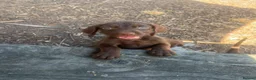 Mixed Breed dogs for sale: READY NOW  - Weimaraner x Vizsla - Advert 12