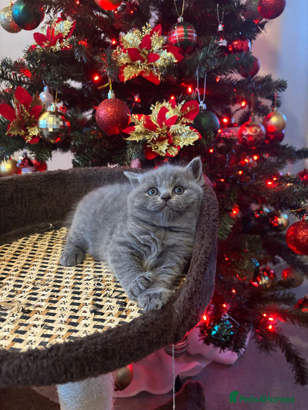 British Shorthair cats for sale: 4 British shorthairs kitten looking new home🐱🐱🐱 - Advert 1