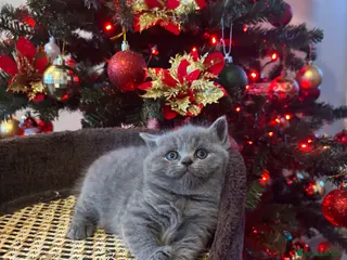 British Shorthair cats British shorthairs kitten (All reserved)🐱🐱🐱 - Advert 2