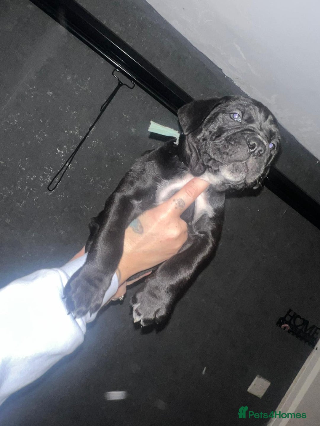 Cane Corso dogs for sale: Cane Corso Pups - Advert 26