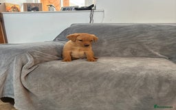 Labrador Retriever dogs for sale: Labrador retriever  - Image 1