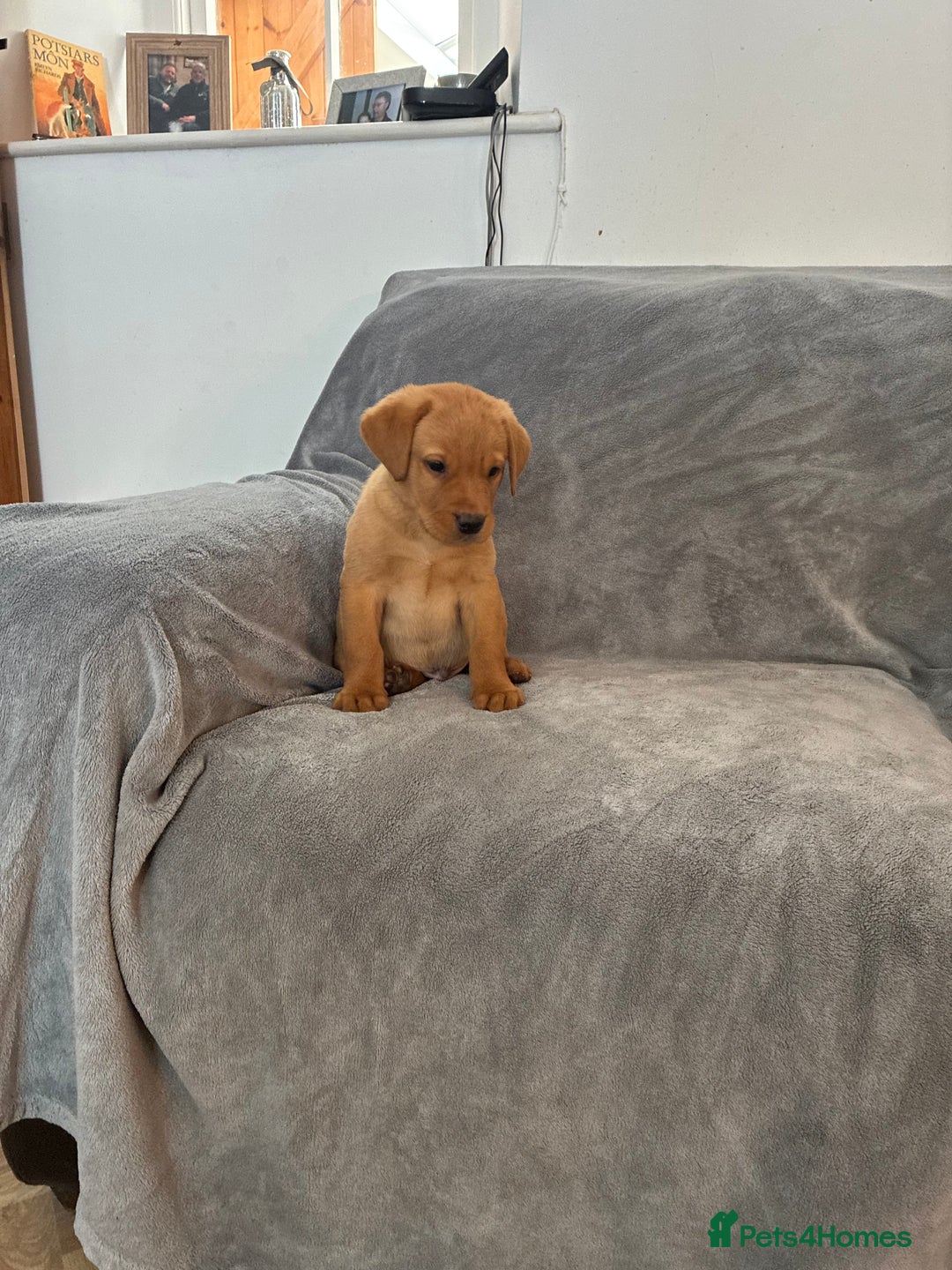 Labrador Retriever dogs for sale: Labrador retriever  - Image 1