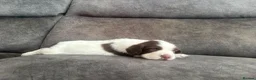 English Springer Spaniel dogs for sale: English Springer Spaniel  in Bridgend - Advert 2