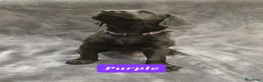 Labrador Retriever Puppy Purple