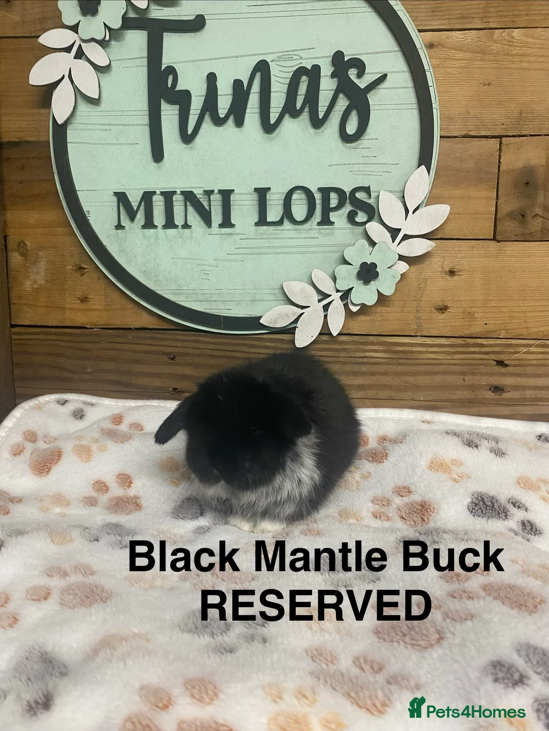 Mini Lop rabbits for sale: Purebred Baby Mini Lops - Advert 14