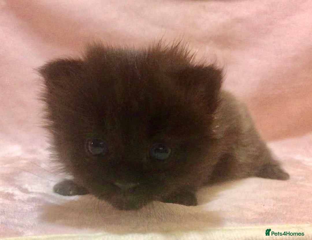 Maine Coon cats for sale: Maine Coon Kittens (Ready in 1 weeks)  - Image 15