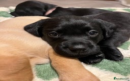 Springador dogs for sale: Gorgeous Springador Puppies Looking For New Homes  - Image 1