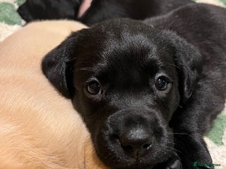 Springador dogs for sale - Advert 1