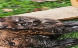 Maine Coon cats for sale: Prue breed mainecoon kittens - Image 9