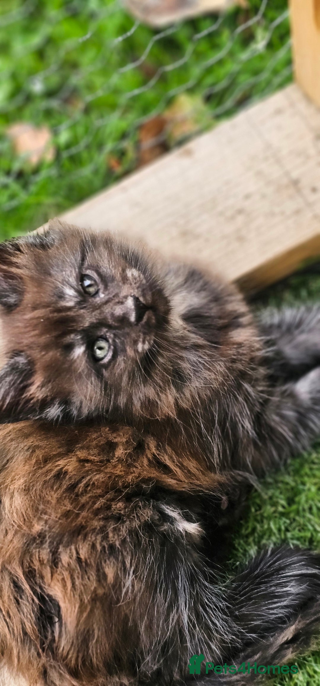 Maine Coon cats for sale: Prue breed mainecoon kittens - Image 9