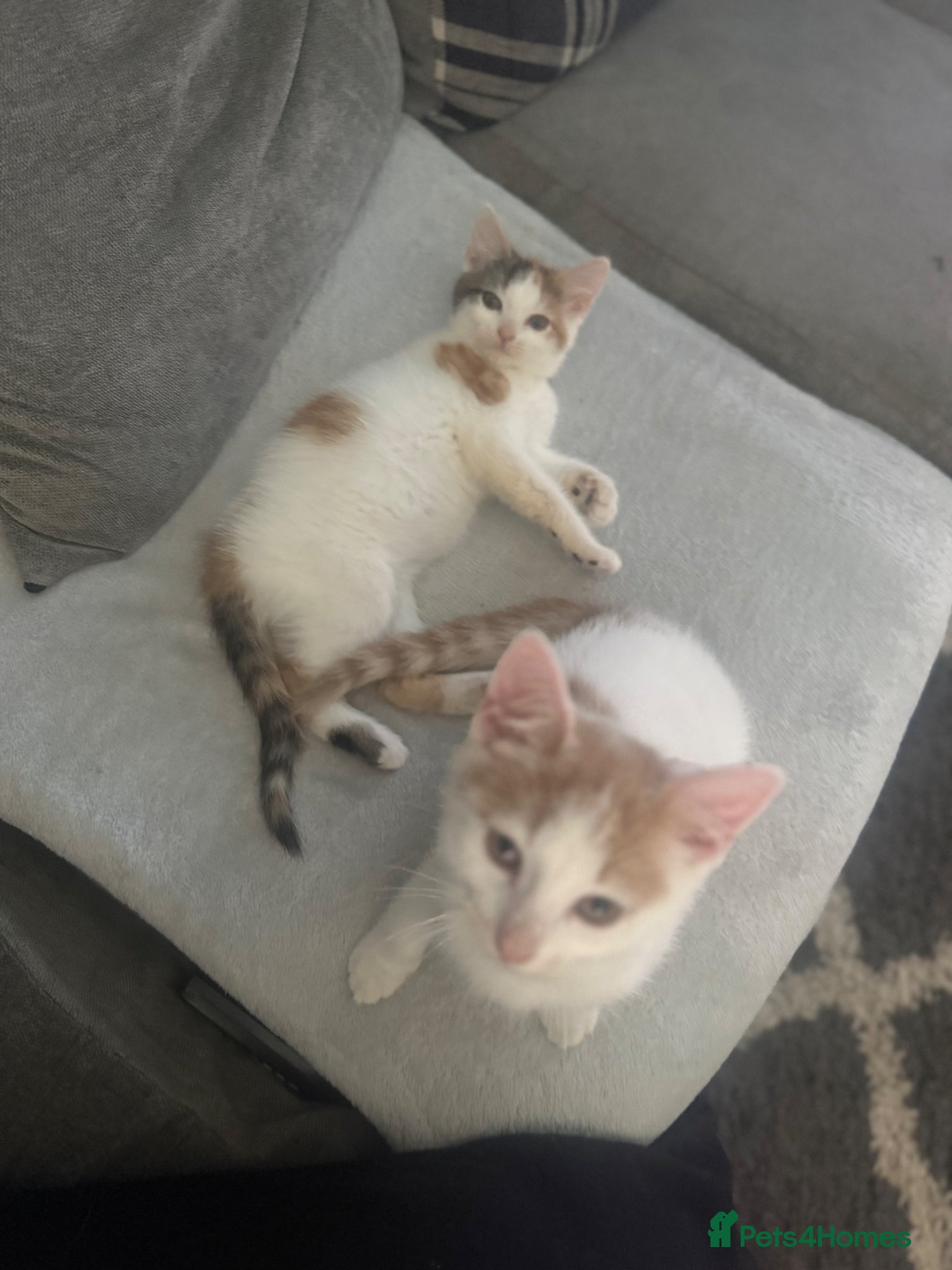 Mixed Breed cats for sale: Ragdoll x shorthair babies ready now! - Advert 5
