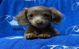 Dachshund dogs for sale: Dachshunds  - Image 2