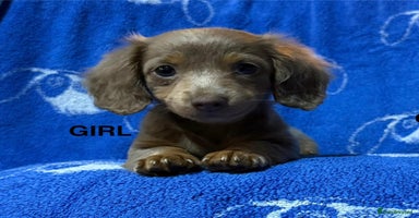 Dachshund dogs - Advert 2