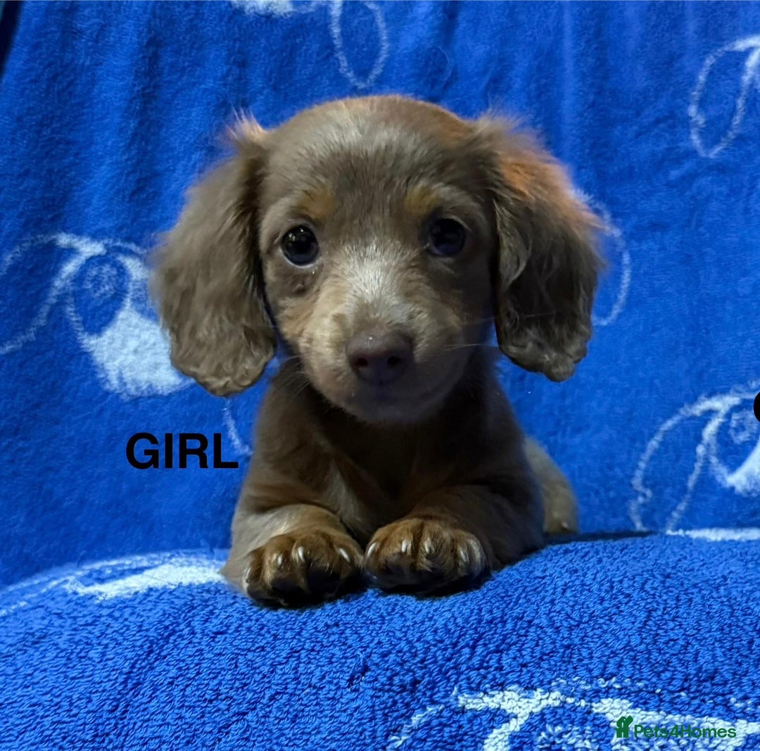 Dachshund dogs for sale: Dachshunds  - Image 2